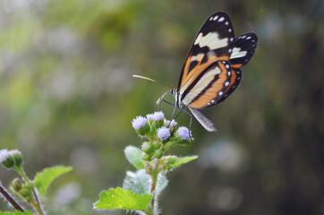 Borboleta colorida pousando na flor