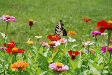 Swallowtail in Flower Garden