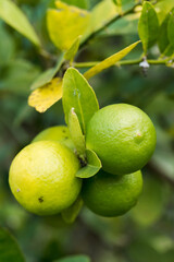 Some lemons on the lemon tree. Individual plantation. Lemon is rich in vitamin C.
