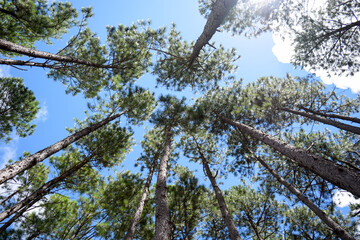 branches against sky