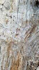 texture of the bark