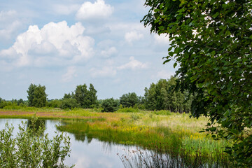 Fototapeta premium Beautiful dutch landscape with small ake in the summer. Maasduinen - a picturesque place in Noord Limburg, Netherlands