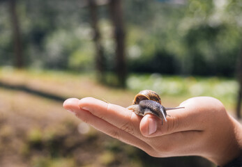 macro detail of a snail held by a child's hand while sticking its horns out in the sun on a summer day with selective focus