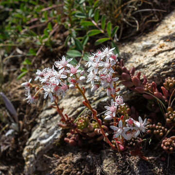 Alpine wild flower Sedum Album (White Stonecrop). Photo taken at an altitude of 2200 meters, close to the maximum altitude for this flower.  Aosta valley, Italy.