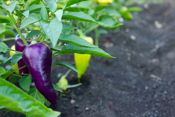 Purple pepper on the bush. Plants on the vegetables bed outdoors