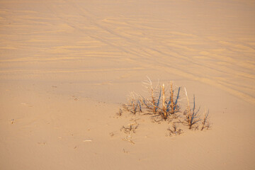 Dried up bush in St. Anthony sand dunes, Idaho, USA
