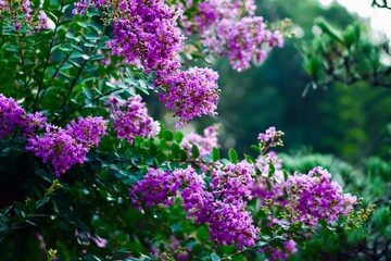 花のクローズアップ写真