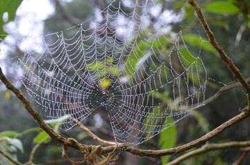 Foto de foco seletivo de uma teia de aranha com orvalho da manh&atilde;