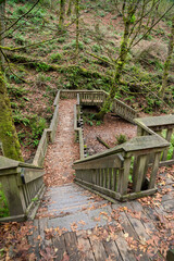Wooden stairs in the middle of a forest at Tacoma, Washington