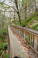 Fototapeta premium Wooden trail in the middle of a green forest at Tacoma, Washington