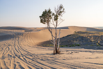 Tall tree in St. Anthony sand dunes, Idaho, USA