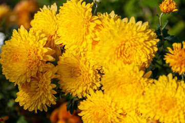 Close up of yellow dahlia flowers in garden