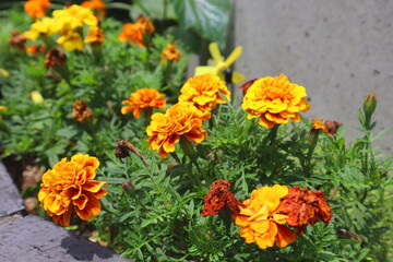 yellow flowers in garden