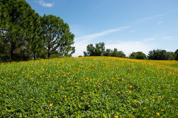 pinto peanut flowers field (Arachis pintoi)