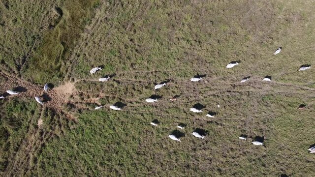 Aerial view of the herd of cows at green meadow. Drone photo of plein air of green field with herd of cows.