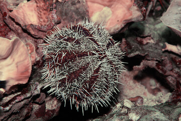 Sea urchin underwater in a tide pool off the New England coast