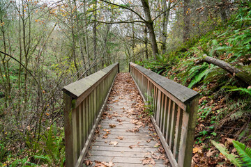 Obraz premium Straight wooden footpath in the middle of the woods in Tacoma, Washington