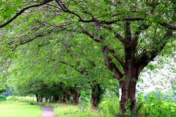 blooming tree in spring