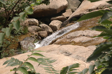 The trees in the mountain and river landscape