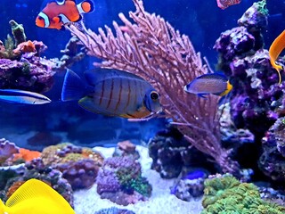 Mimic Eibli Tang - (Acanthurus tristis)