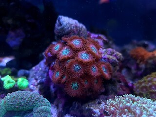 Naklejka premium Zoanthid's polyps colonies are amazing colorful living decoration for every coral reef aquarium tank