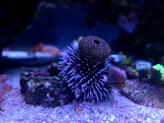 Obraz premium Mediterranean purple sea urchin - Sphaerechinus granularis