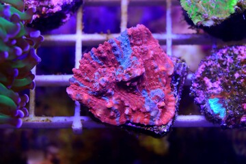 Colorful Chalices LPS coral on frag plug in coral aquarium tank