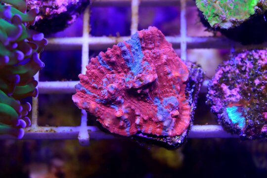 Colorful Chalices LPS coral on frag plug in coral aquarium tank