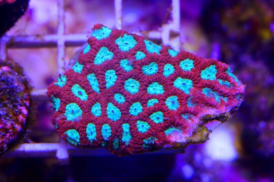 Favites is a genus of polyp stony corals in the family Merulinidae