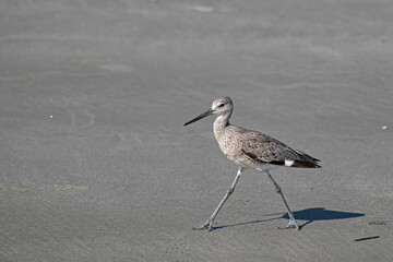 A lone sandpiper walks along a sandy beach.