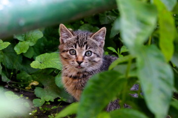 portrait of a kitten in the garden shows which tongue
