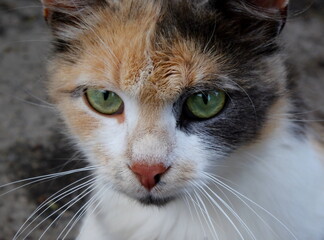stern look of a street tricolor cat with green eyes close up 
