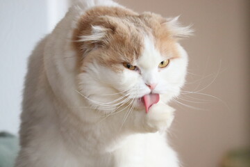 あっかんべー　悪巧み