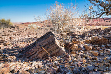 Hiking trail in Utah with buried petrified wood on the ground