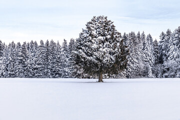 One Tree in Winter