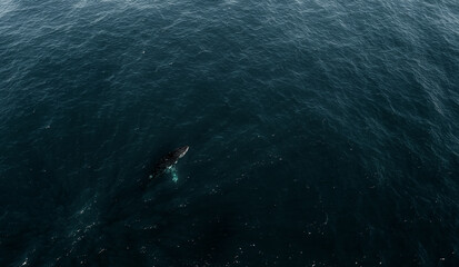Fototapeta premium Whales 
