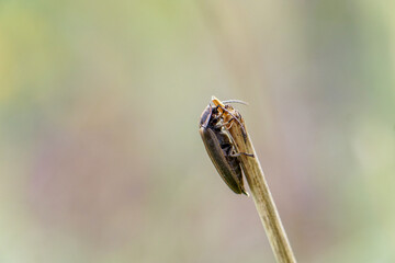 Macro of a firefly beetle posing on a reed