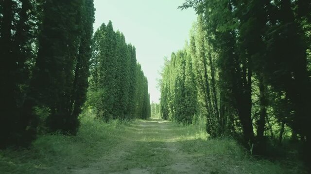 Camera moves through the Row of many dense, high trees . Forest or  garden landscape . Beautiful nature , sunlight , many cedars , birches or pines . Sidewalk or footpath road . Slow motion . Drone  