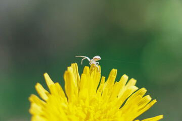 Beautiful crab spider dancing on a dandelion with beautiful bokeh high quality background
