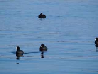 Migrating Coots on Lake Lansing Haslett, Mi USA