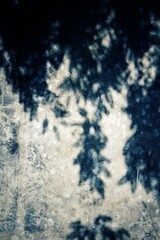 Beautiful of shadow leaves plant wall  pattern background texture