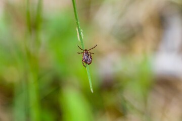 Tick on blade of grass