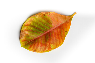 autumn leaf isolated on white