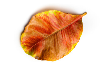 autumn leaf isolated on white 