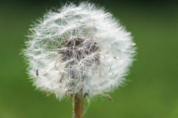 Beautiful dandelion up close photo: Make a wish