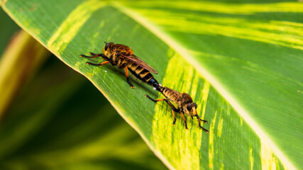 Couple of Robber fly Efferia in the botanical garden 