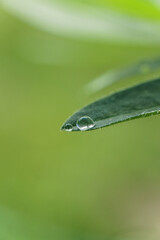 Macro water droplets beautiful high quality photo background