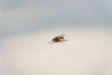Macro of a sunbathing fly