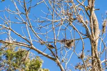Free toucans in the wild. On top of the tree branches on a sunny day. Mountain region of Rio de Janeiro, Brazil.