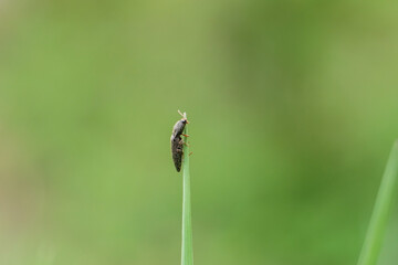 Macro beetle on blade of grass